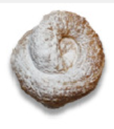 ENSAIMADA MINI ARTESANA 37G.